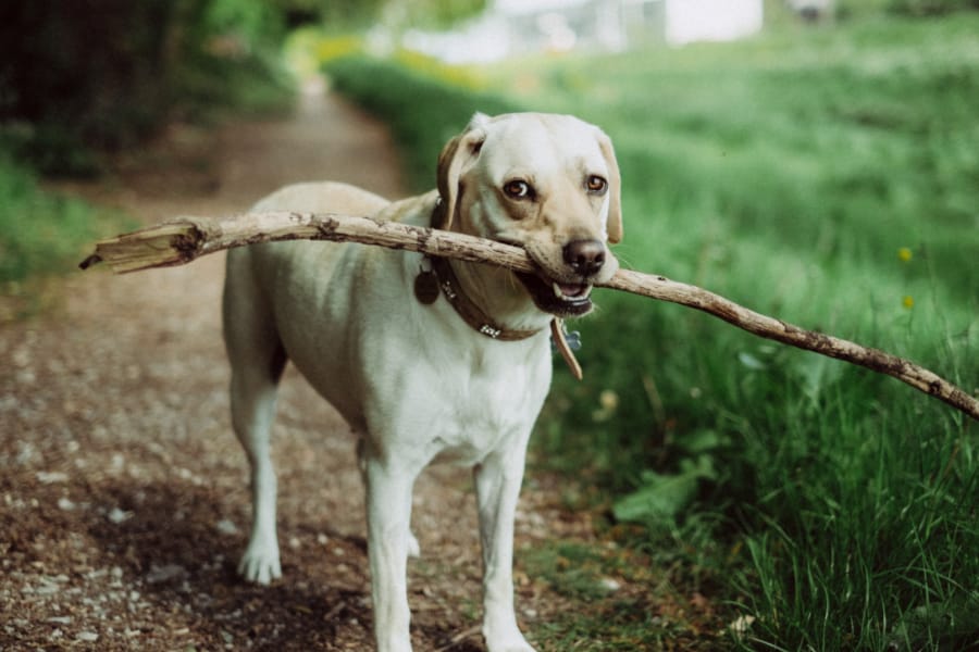 A light-colored dog standing on a dirt path outdoors, holding a large stick in its mouth